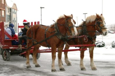 Timbers Christmas Belgium Draft Horses